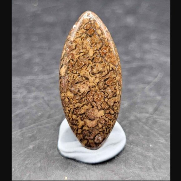 HUGE DEAL Utah Gembone (Dino Bone) Cab Lot of 3- 50.5CTS - Picture 3 of 11